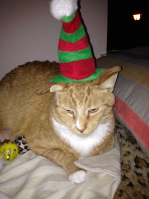 Christmas Cats